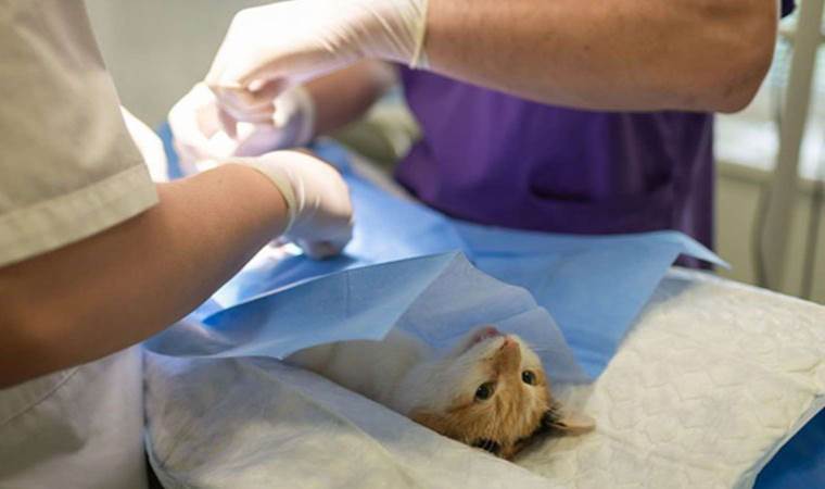 Veteriner kliniğinde ihmal iddiası: Ölen kedisini polis eşliğinde teslim alıp otopsiye gönderdi
