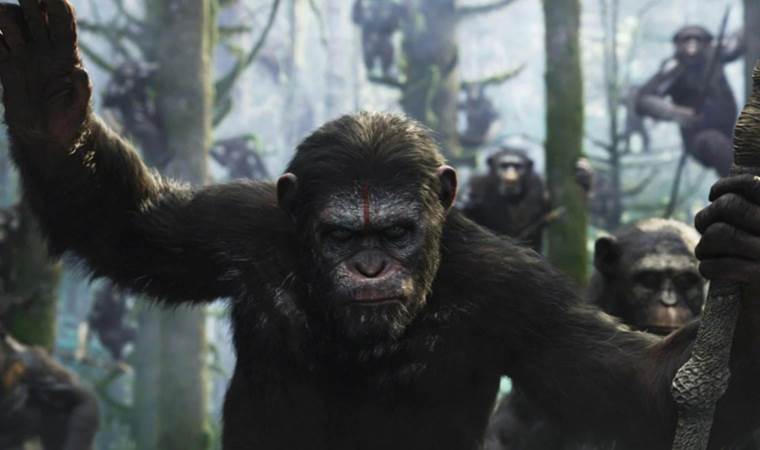 Doğanın generalleri: Şempanzelerin şaşırtıcı savaş stratejisi