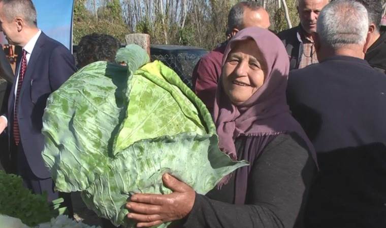 Eskipazar'da hasat başladı: Vitamin deposu, magnezyum zengini...