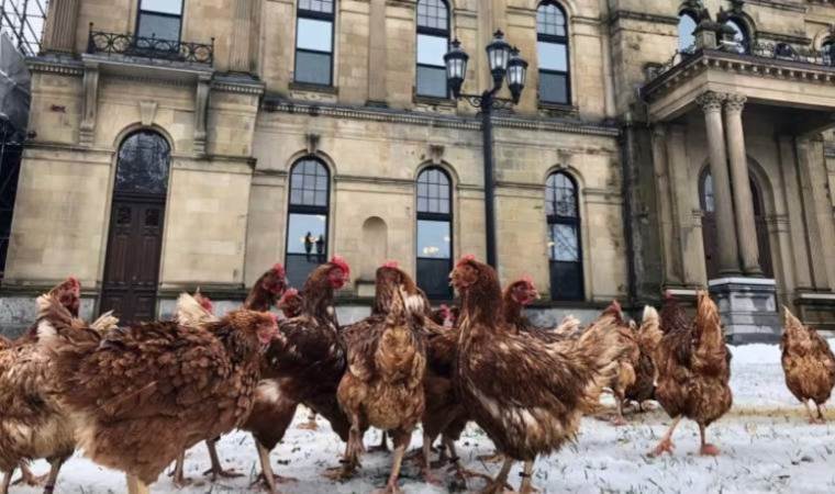 Tavuklara kümes izni çıktı