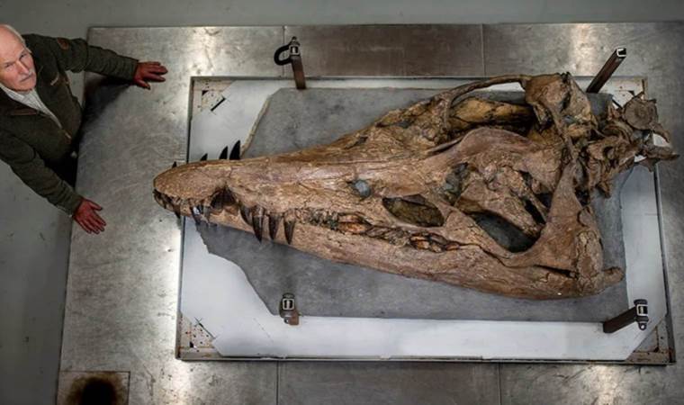 Jurassic'te bulundu: 150 milyon yıllık devasa kafatası