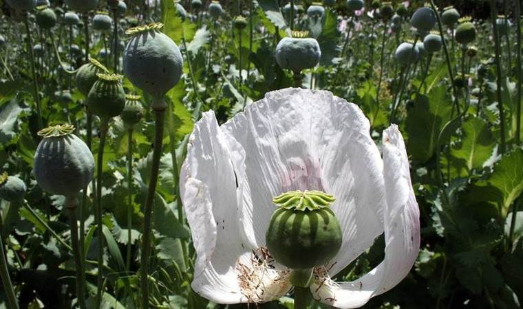 Dünyanın en büyük afyon üreticisi: Afganistan'ı solladı!