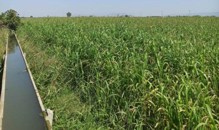 Silajlık mısıra alternatif olarak yetiştirilmişti! İlk hasatta tonlarca verim elde edildi....