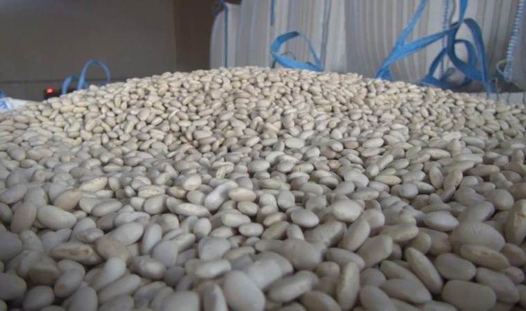 Kuru fasulye üretiminde birinci! Türkiye’nin yüzde 75’lik ihtiyacını karşılıyor...