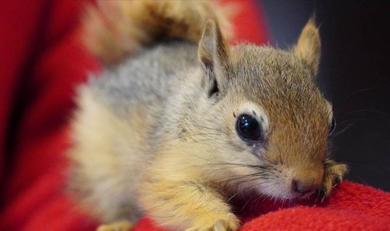 Japonya'dan 'sincap' kararı: Zarar verenler itlaf edilecek