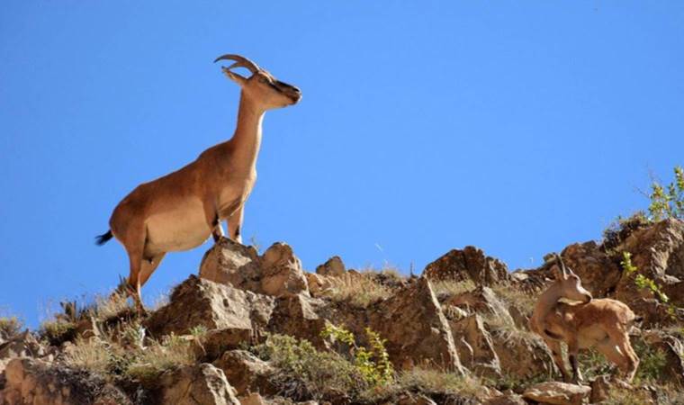 Tunceli’de kaçak olarak yaban keçisi avlayan 2 kişiye para cezası