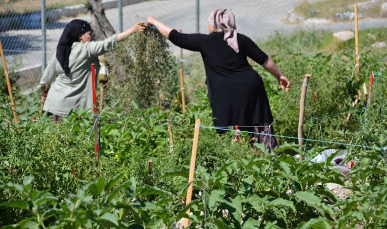İzmir’de mahalle bostanı üreticileri sertifikalı oldu