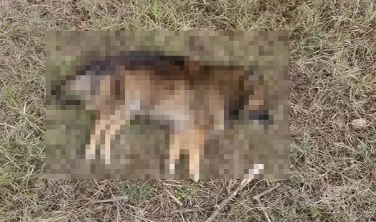 Tilkiler de hedef oldu