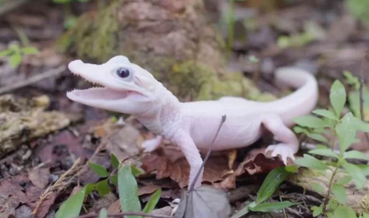 Dünyanın ''en nadir timsahı'' doğdu