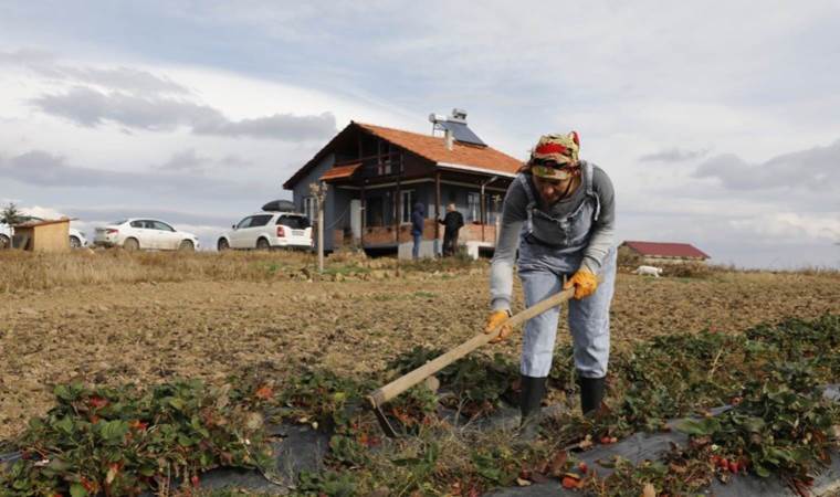 İstanbul'u terk etti, Samsun'da aronya yetiştirdi