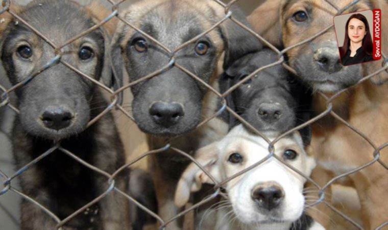 Sokak köpeklerine ilişkin tartışmalar sürüyor