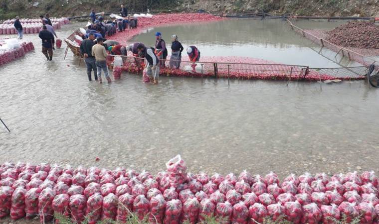 Savrun Çayı'nda toplanıyor! Hasadı 4 ay sürüyor... 160 bin ton rekolte bekleniyor
