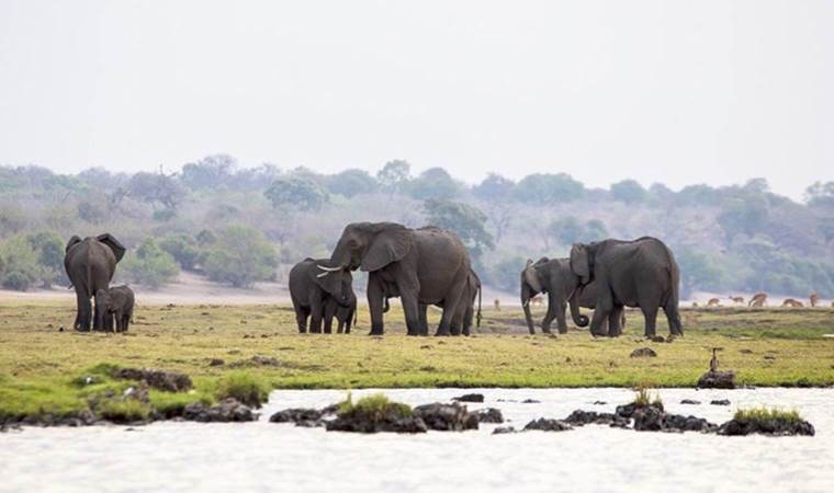 Zimbabve'de kuraklık nedeniyle en az 100 fil öldü