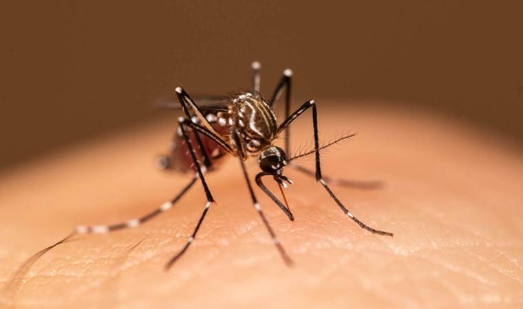 Sandığımızdan daha zekiler!