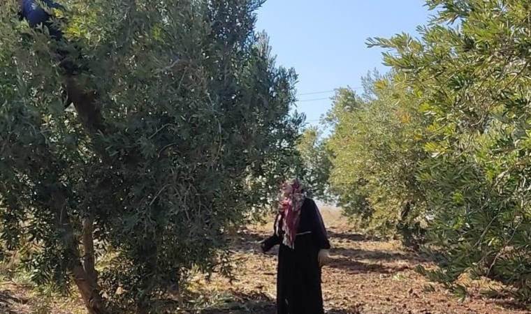 İslahiye'de 18 bin 700 dekarlık alanda hasat