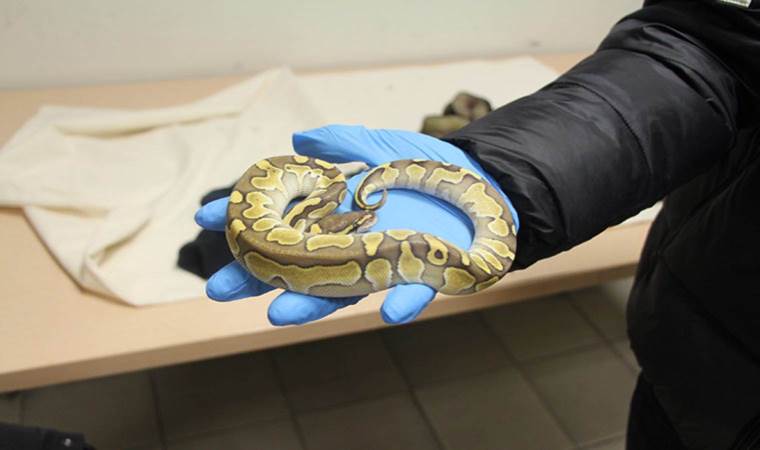 Ticaret Bakanlığı açıkladı: Yolcu treninde 33 piton ele geçirildi