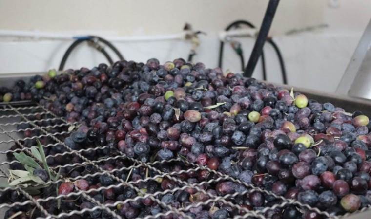 Osmancık'ın 'ölmez ağacı' meyve verdi! 3 bin ağaçtan litrelerce yağ çıktı...