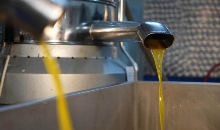 Kilis'te hasat başladı: Rekolte düşük, verim yüksek! Litre fiyatı 220 TL