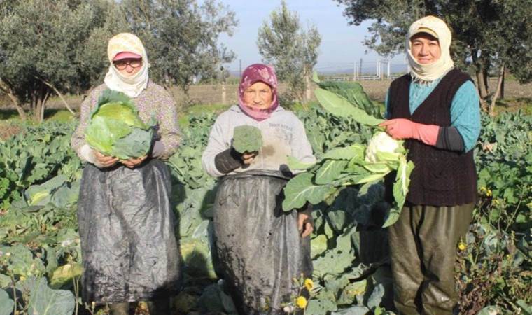 Sabahın ilk saatleri ile birlikte tek tek hasat ediliyor:  Salihli Ovası’nda yetişiyorlar