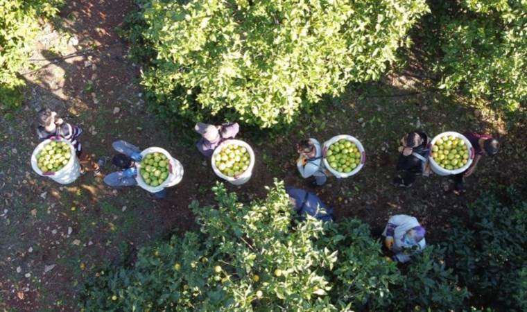 Mersin'de hasat başladı: 60 ülkeye ihracat ediliyor! Bahçede 5 TL