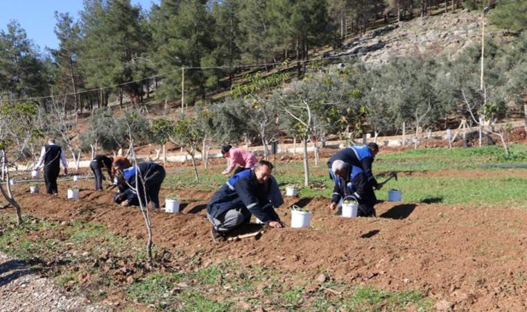'Maraş dondurması'nın hammaddesi.... Toprakla buluştu!