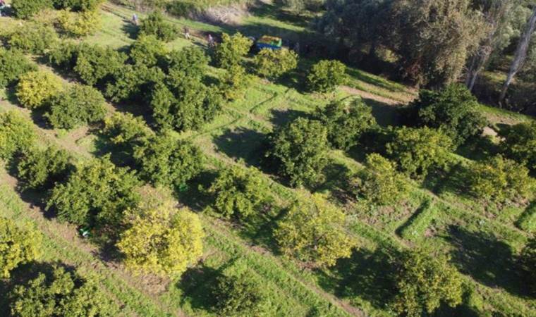 Havran Ovası'nda hasat başladı: Tadıyla, kokusuyla tescilli lezzet... 20 bin ton ürün elde edildi