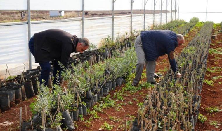 Suriye'nin sıfır noktasında hasat: Siparişlere yetişemiyorlar