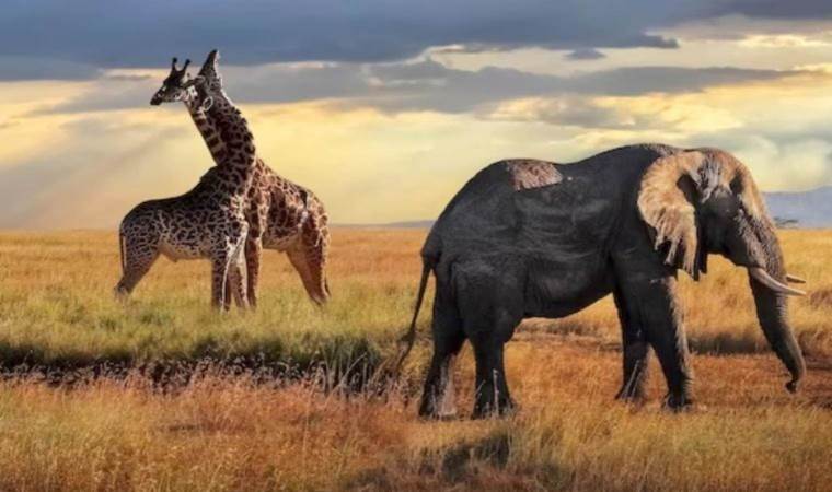İnsanlar gibi birbirine isim veren ilk hayvan bulunmuş olabilir