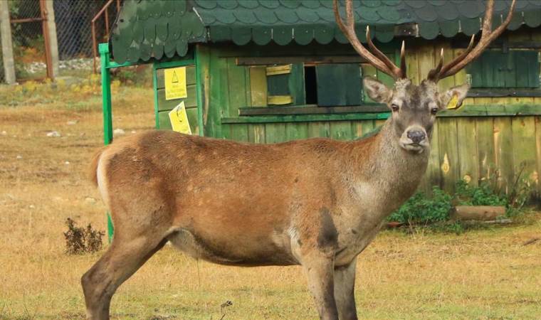 Bilim insanlarından 'zombi geyik hastalığı' uyarısı: İnsanlara sıçrayabilir