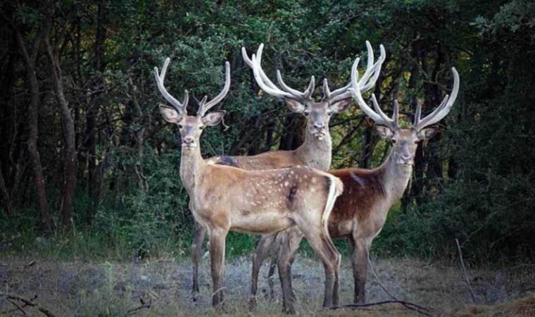 Bilim insanları kırmızı alarm verdi: Zombi geyik hastalığı nedir? Zombi geyik hastalığı belirtileri nelerdir?