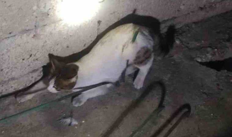 Damdan düşüp demire saplanan kediyi itfaiye kurtardı