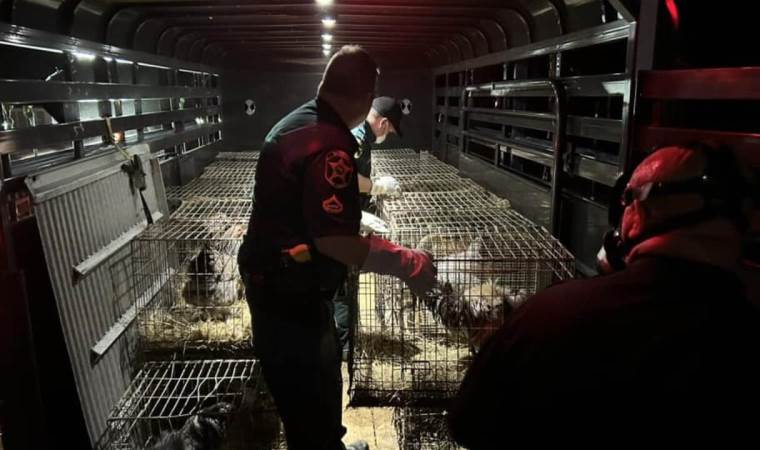 Evinden 309 hayvan çıkan kadın tutuklandı