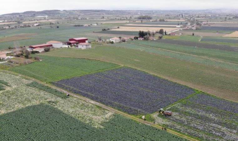Türkiye’nin gıda ambarında hasat devam ediyor: 500 bin ton rekolte....