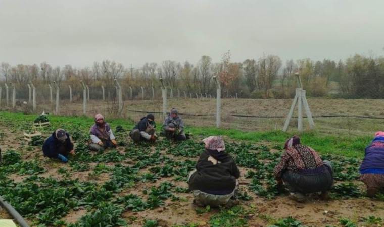 Bilecik'te zorlu hasat: Kilosu 12 TL'den satılıyor...