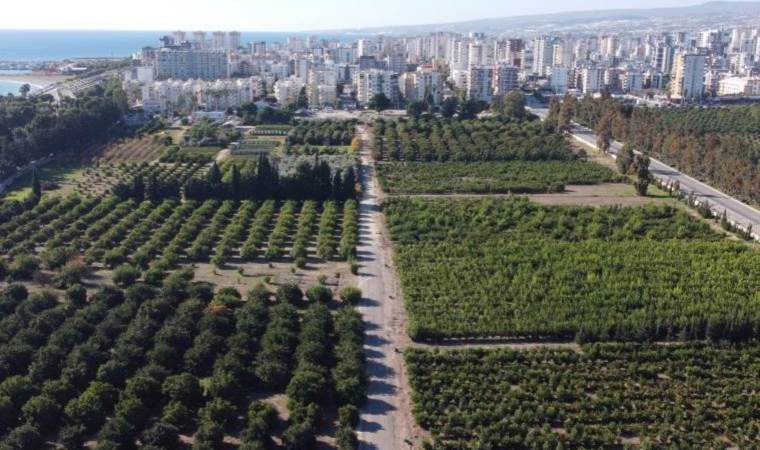 Doğu Akdeniz'de hasat başladı: 650 bin ton üretim yapılıyor...