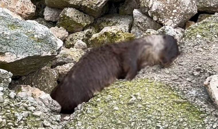 Büyükçekmece'nin 'Maskot'u sahilde ölü bulundu