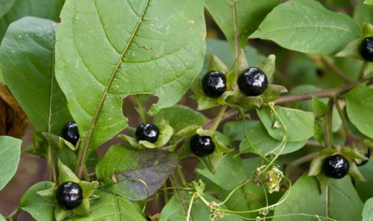 Güzel avrat otu nedir, nerelerde kullanılır? Güzel avrat otunun faydaları neler? Güzel avrat otu zehirli mi?