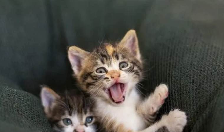 Yavru kediyi işkenceyle öldürmüştü... Yakalandı!