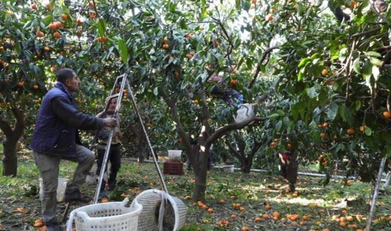 Tarlada fiyatı 2, markette 20 TL! Ürünler dalında çürüyor...