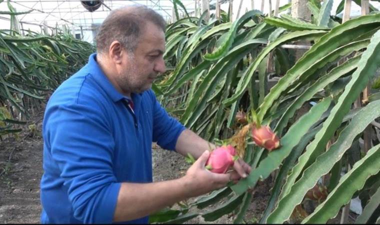 İnternette gördü, üreticisi oldu! Güney Amerika meyvesini Bilecik'te yetiştirmeye başladı...