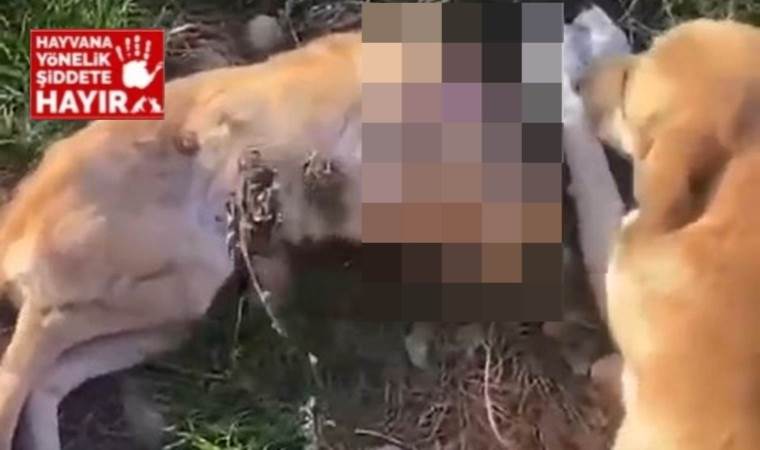 'Aç kalan köpekler birbirlerini yedi' iddiası! İnceleme başlatıldı