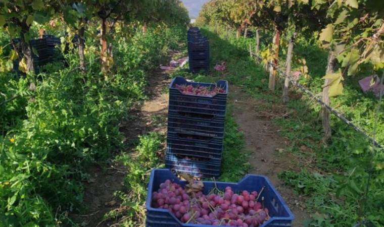 Sarıgöl Ovası'nda hasat başladı: Günde 10 kamyon kesim yapılıyor... Dalında fiyatı 45 lira