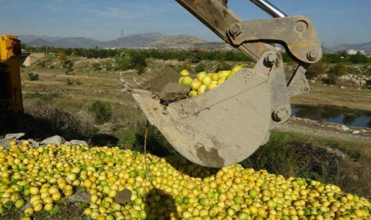 Kozan'da 'limon' krizi: Bahçede 30 kuruşa, markette 12 lira! Tonlarcası dere yatağına döküldü...