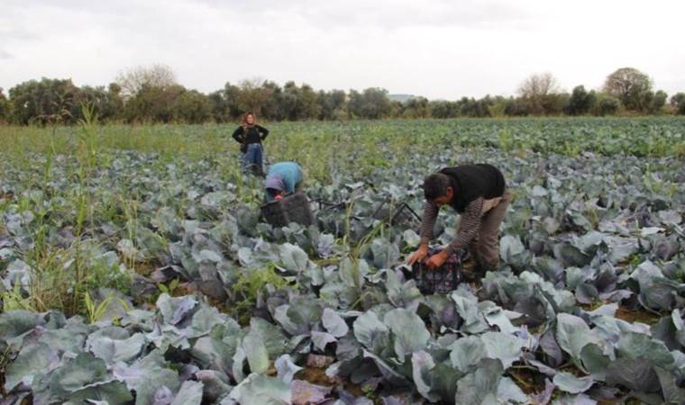 Aydın'da hasat başladı: Tarlada 6, markette 19 TL! Üst solunum yolu enfeksiyonlarına karşı kalkan görevi görüyor