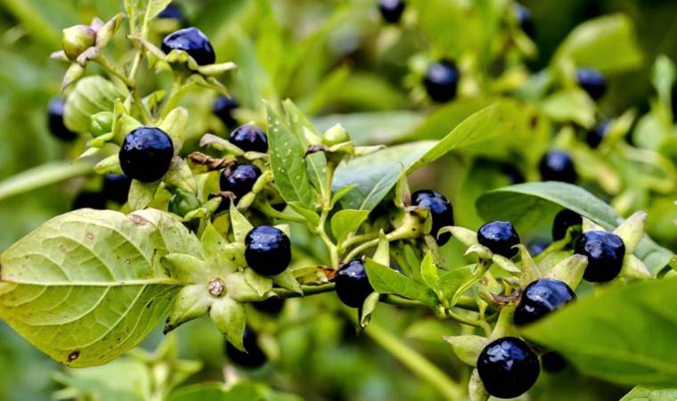 Bu otu yiyen hastaneye koştu! 1 ayda 30 kişi zehirlendi... Yoğun bakımda yatanlar var!