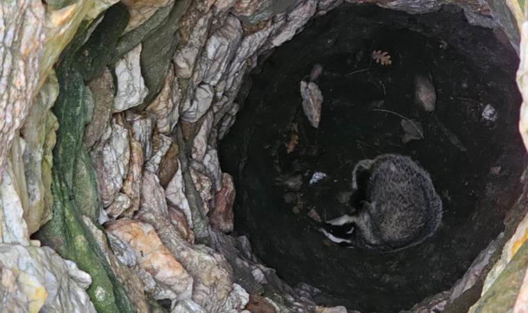 Çanakkale'de 7 metrelik kuyuya düşen porsuk, kurtarıldı