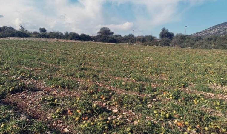 Datça'da son hasat yapılamadı! Ürünler kullanılamaz hale geldi