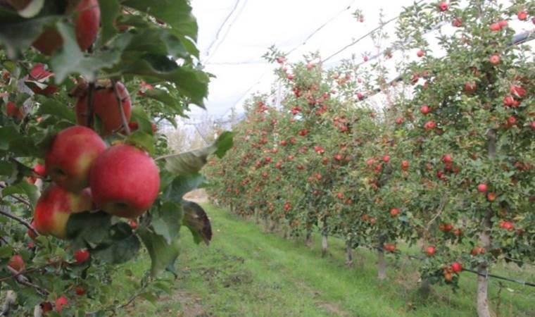 Karaman'da yılın son hasadı yapıldı: Markette fiyatı 4 katı