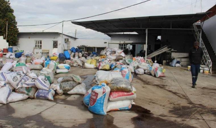 Aydın'da hasat ve sıkım sezonu erkene çekildi: Rekolte düşük