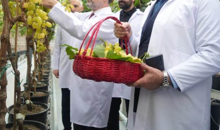 Araştırmada sona gelindi: Yılda iki kez hasat yapılabilecek... Yaz mevsimini kışın hasat ettiler